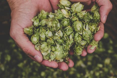 How To Harvest & Process Homegrown Hops - Kegerator.com