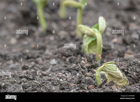 Cotyledon Seed Germination High Resolution Stock Photography And Images