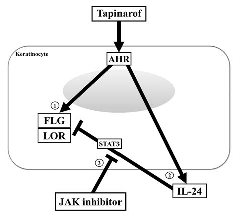 Il 24 Negatively Regulates Keratinocyte Differentiation Induced By