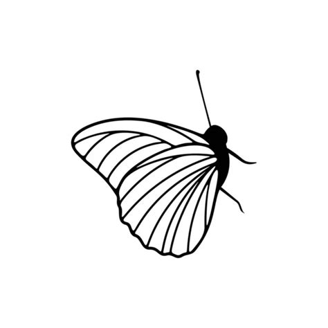 Butterfly Hand Drawing Vector Stock Vector Mur34 6981366