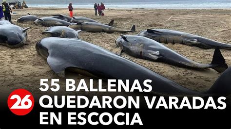 Qué pasó con las 55 ballenas que quedaron varadas y murieron en una