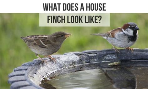What Does a House Finch Look Like? - Identification Guide