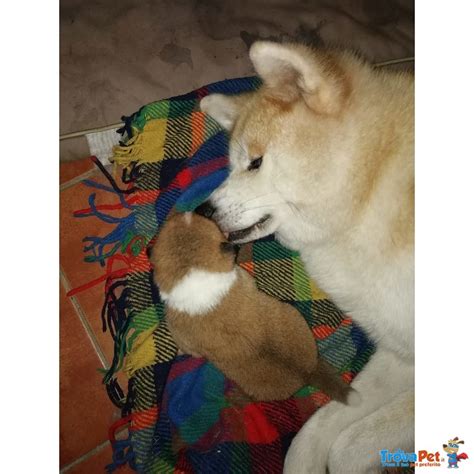 Cuccioli Di Akita Inu In Vendita A Zimone Bi