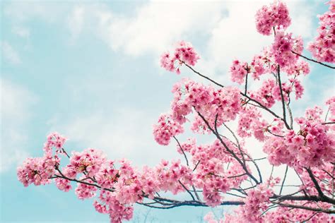 Cherry Blossom Meaning And Symbolism Allwaysflower