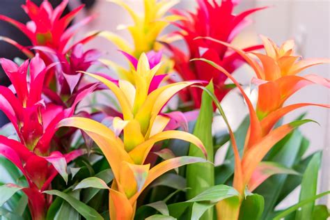 Dougs Houseplant Highlight Bromeliads The Great Big Greenhouse