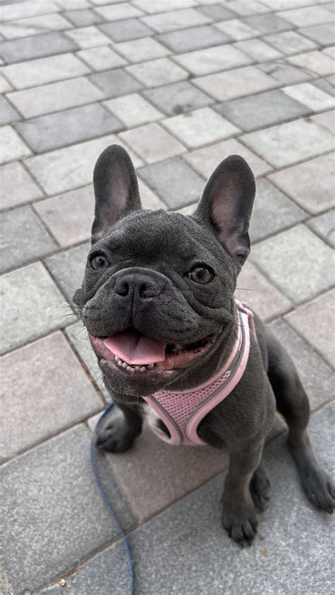 French bulldog puppy for rehoming – UAE Classifieds