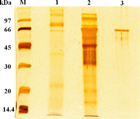 Sds Page Analysis Of Purified C Flavus A Amylase Lane M Molecular