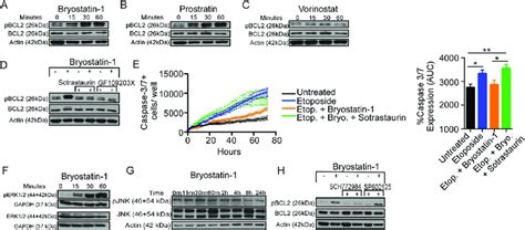 Pkc Agonists Induce Erk Dependent Bcl Phosphorylation A C Cd T