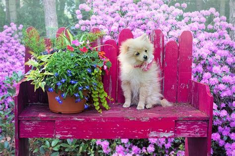 Dog-Safe Plants and How to Make a Dog-Friendly Garden