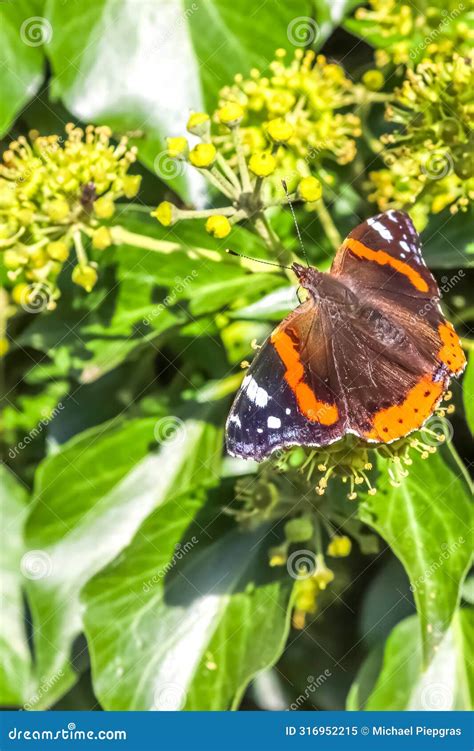 Red Admiral Butterfly Vanessa Atalanta Sitting On A Blooming Ivy Stock