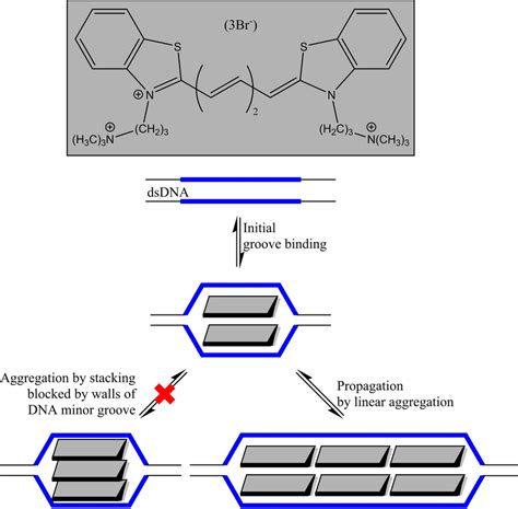 Nucleic acid-templated polymerization of a water-soluble... | Download ...