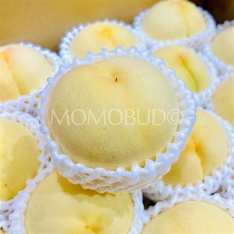 Japanese Shirobijin White Peach Medium Plus Momobud