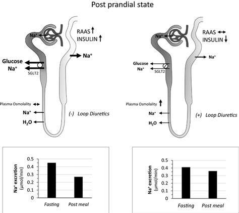 Left Panelin The Post Prandial State SGLT 2 Is Overactive And Glucose