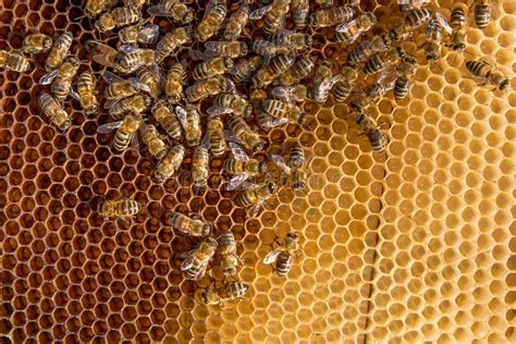 Bees Inside A Beehive With The Queen Bee In The Middle Stock Photo