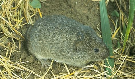 Scientists Study Vole Romance Under the Influence - Science Friday