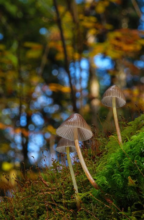 Mushroom Moss Forest Free Photo On Pixabay Pixabay