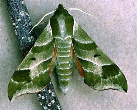 Virginia Creeper Or Hog Sphinx Moth Darapsa Myron