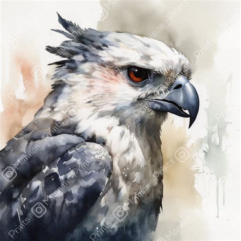 Watercolour Harpy Eagle Wall Art Digital Print, Painting, Wildlife ...