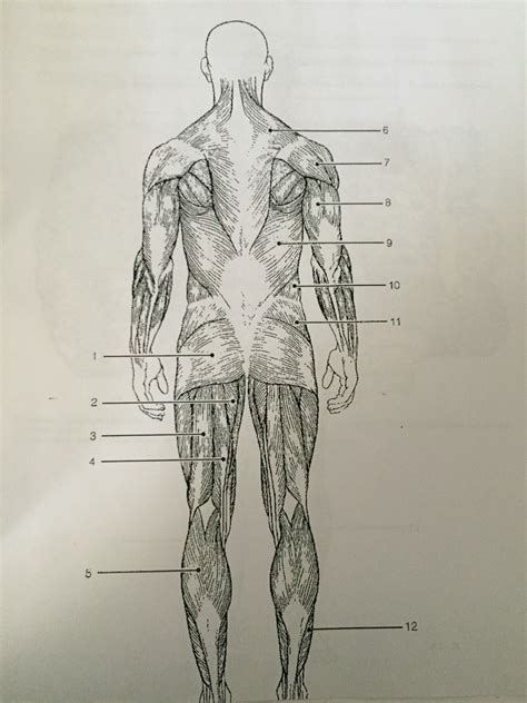 Muscles in the Human Body Diagram 2 Part 1 Diagram | Quizlet