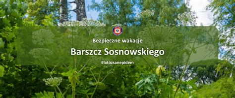 Barszcz Sosnowskiego Powiatowa Stacja Sanitarno Epidemiologiczna W