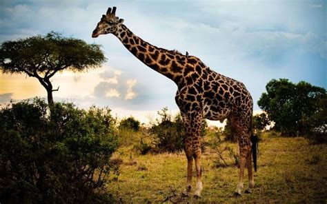 Giraffe Nature HD Desktop Wallpapers Free Download