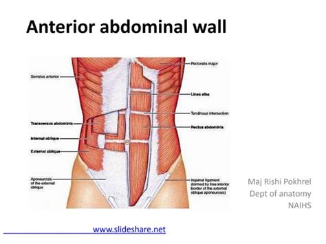 Anterior Abdominal Wall Ppt