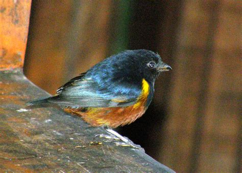 Fringillidae Finches and Allies - Adelaide Ornithologists' Club