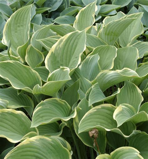 Funkie Regal Splendour Hosta Nigrescens Regal Splendour