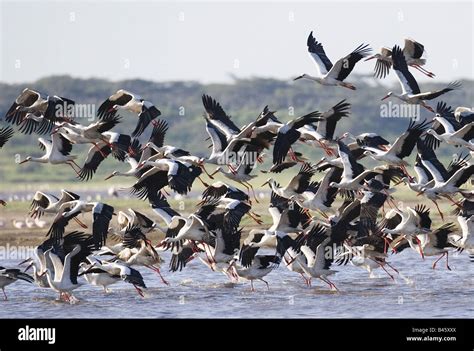 Zoology Animals Avian Birds White Stork Ciconia Ciconia