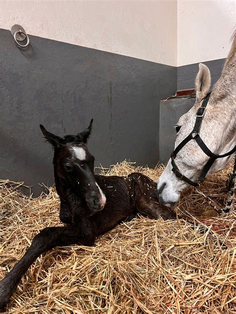 Le Haras Des Coudrettes Naos Star HDC