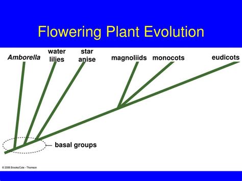 Ppt Plant Evolution Powerpoint Presentation Free Download Id 37342