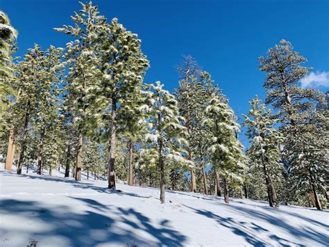 Bela foto de uma floresta em uma colina de neve árvores cobertas de