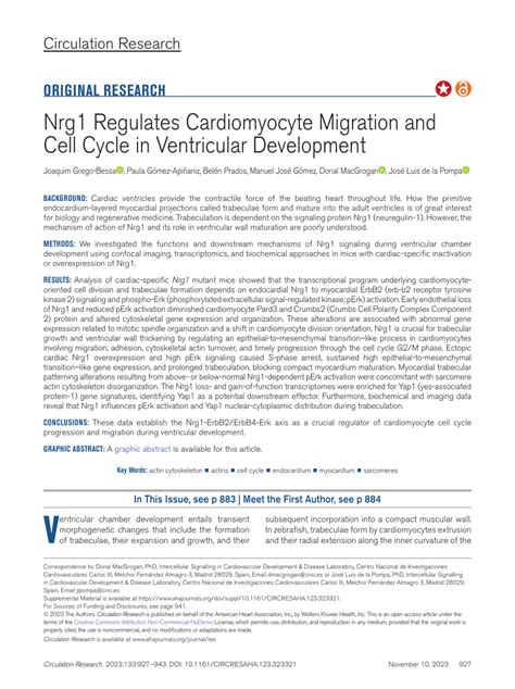 Pdf Nrg1 Regulates Cardiomyocyte Migration And Cell Cycle In