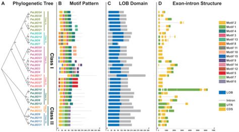 Ijms Free Full Text Genome Wide Identification And Expression