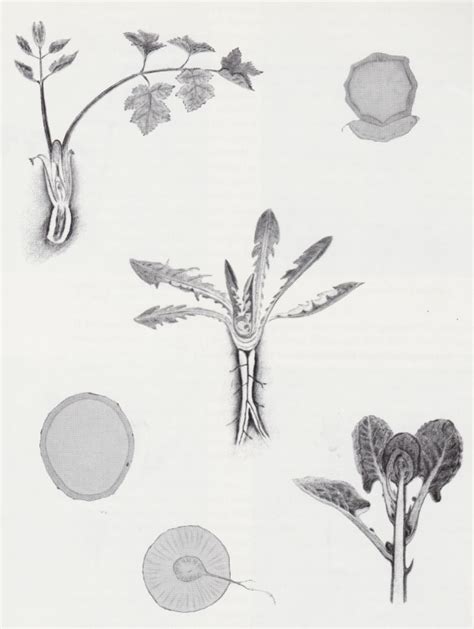 The Language Of Plants By Adams And Whicher Aether Force