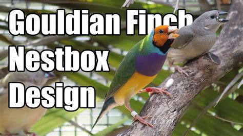 Gouldian Finch Nestbox Design Update YouTube