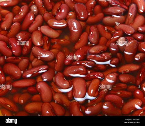 Kidney Bean Hi Res Stock Photography And Images Alamy