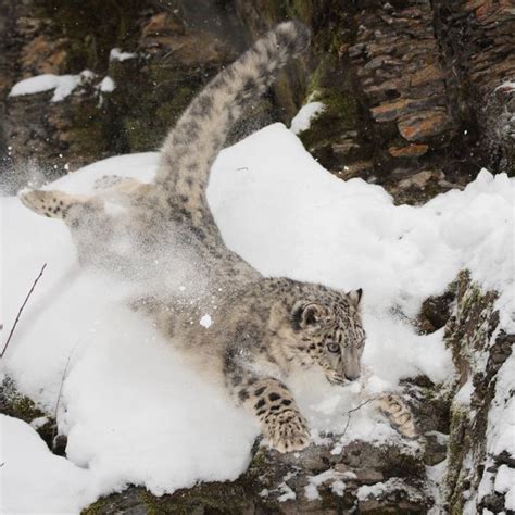 8 Facts About The Elusive Snow Leopard Snow Leopard Facts Snow