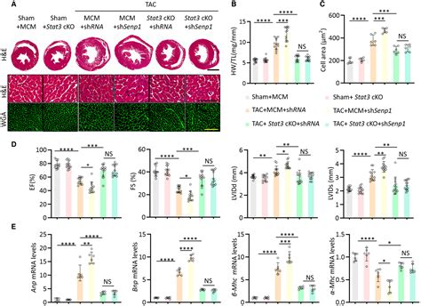 Senp Protects Against Pressure Overloadinduced Cardiac Remodeling And