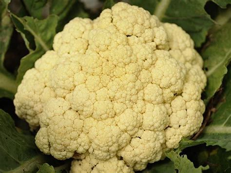 Pusa Meghna Cauliflower Heirloom Seeds Rare Seeds Growing Cauliflower