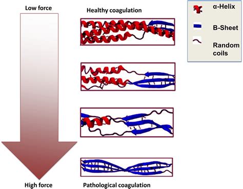 The A Helices To B Sheets Phase Transition In Fibrin Formation Under