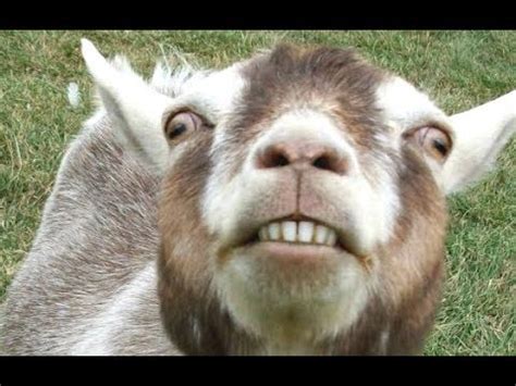 Funny Goats