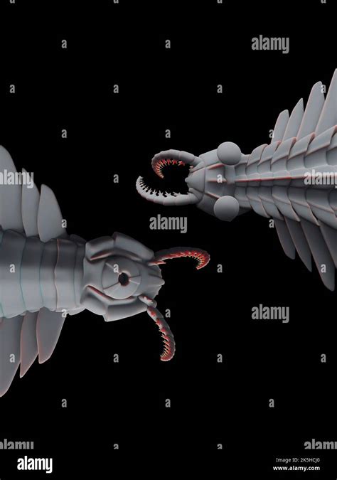 Reconstrucción fósil de Anomalocaris Canadensis a partir de la mitad