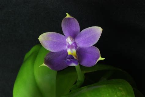 Phal Violacea Indigo