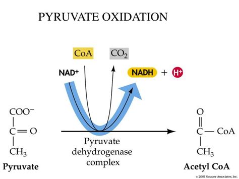 Ppt Pyruvate Oxidation And Krebs Cycle Part Anaerobic Respiration