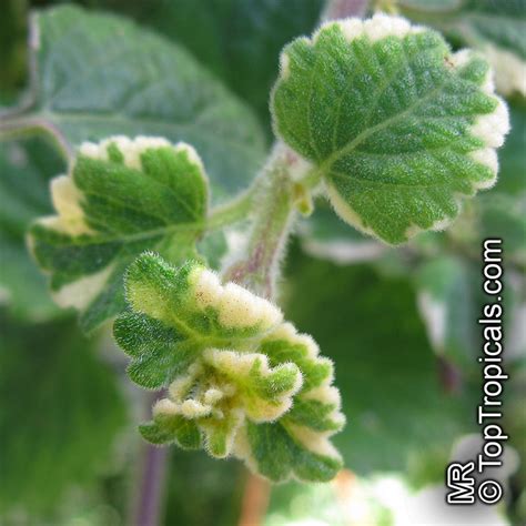 Plectranthus coleoides, White-Edged Swedish Ivy - TopTropicals.com