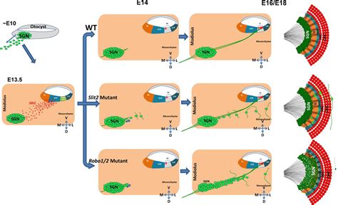 Slit Robo Signaling Mediates Spatial Positioning Of Spiral Ganglion