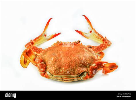 Steam Crab Isolated On White Background Cooked Crab Steamed Seafood