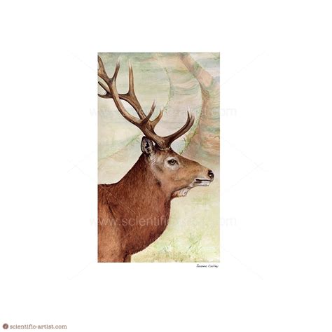 Red Deer | | Scientific-Artist.com | Scientific Artist Joanna Culley ...