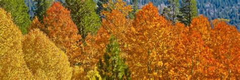 6 Facts about Fall Colors in Mammoth Lakes and the East Side